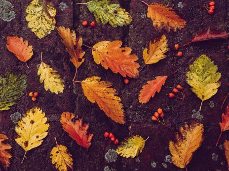 Neues Lorzi Nr. 215 I Oktober 2025, online