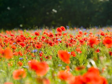 Neues Lorzi Nr. 207 I Juni 2024 online